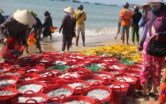 Ngư dân Bình Thuận trúng đậm cá cơm cao điểm vụ Nam