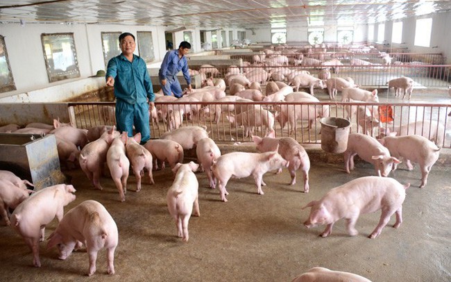 Nhiều “ông lớn” đổ bộ vào chăn nuôi lợn