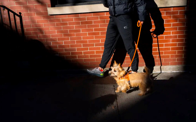 Việc nhẹ lương cao: Dắt chó đi dạo kiếm hơn 2 tỷ đồng/năm, chỉ làm việc 5 tiếng mỗi ngày