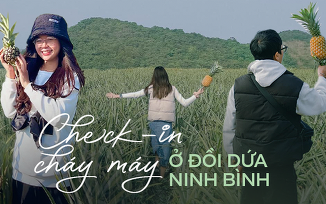 Chưa đến mùa dứa chín nhưng giới trẻ khắp nơi đã rủ nhau check-in đồi dứa đầy thơ mộng tại Ninh Bình Chưa đến mùa dứa chín nhưng giới trẻ khắp nơi đã rủ nhau check-in đồi dứa đầy thơ mộng tại Ninh Bình