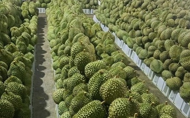 Thấy gì sau câu chuyện bầu Đức lần đầu đón “đúng sóng” nhờ sầu riêng? Thấy gì sau câu chuyện bầu Đức lần đầu đón “đúng sóng” nhờ sầu riêng?
