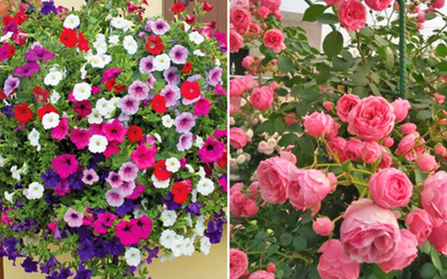 5 loại cây nở hoa quanh năm mang ý nghĩa may mắn, hút tiền tài cho gia chủ