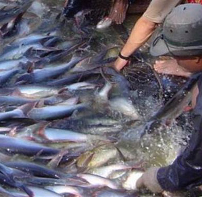 VASEP phản bác cáo buộc của Hiệp hội Chủ trại nuôi cá nheo Mỹ