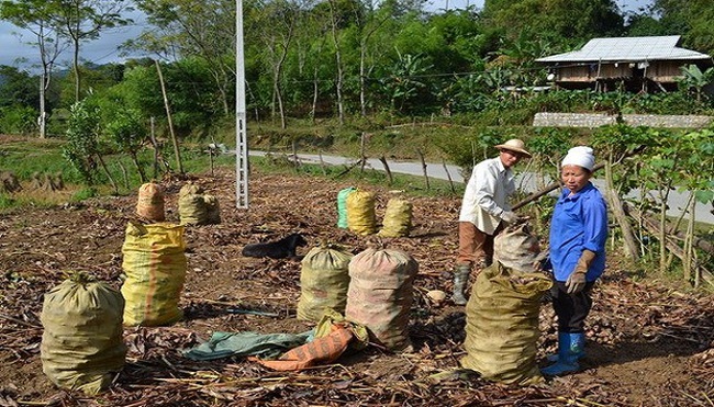 Người trồng dong riềng Bắc Kạn lao đao do giá mua thấp