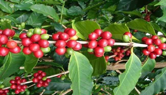 Các tỉnh Tây Nguyên tập trung “cải lão” vườn cà phê