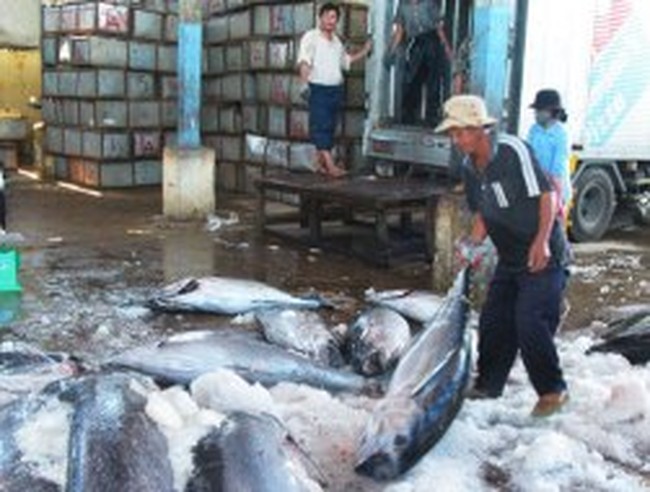 Cá ngừ đại dương giảm giá vì “câu đèn”