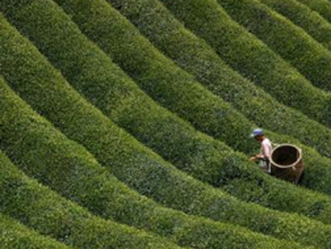 Nhật thu hồi trà Ô Long Trung Quốc nhiễm thuốc trừ sâu
