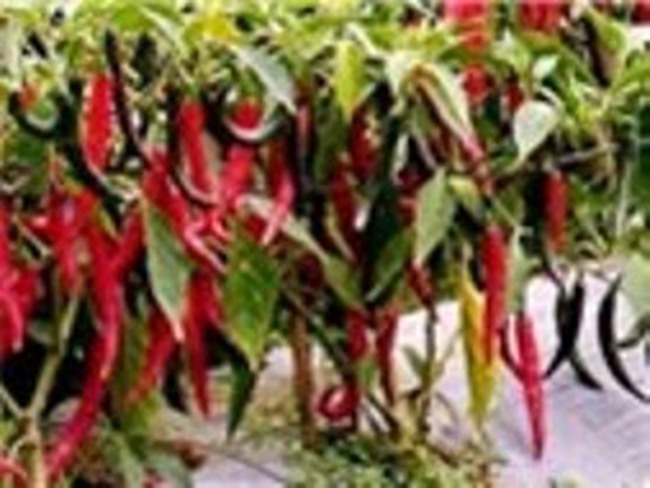 Người trồng ớt nếm vị “đắng”