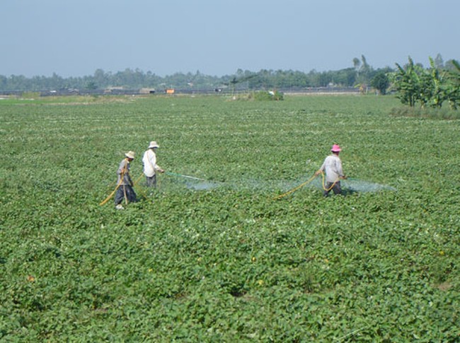 Thương lái Trung Quốc thu mua lá khoai lang không giới hạn