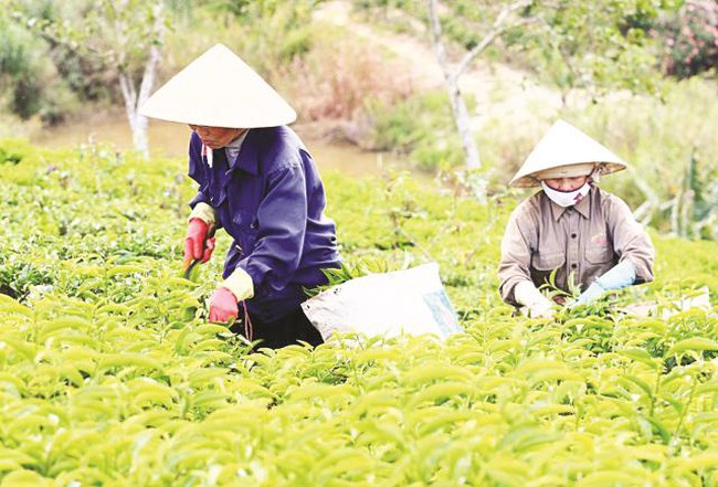 “Thất bát” xuất khẩu chè cả năm