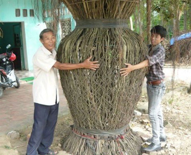 Cây sanh khổng lồ tiền tỷ hình bình hoa ở xứ Thanh