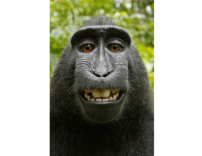 Bức ảnh do một "con khỉ tự sướng": Bản quyền thuộc về ai?