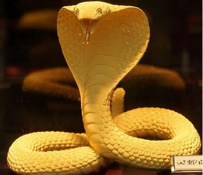 Chiêm ngưỡng rắn bằng vàng thật hơn 150 triệu đồng