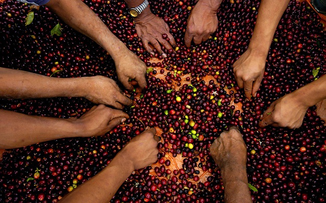 Detech Coffee: Phát triển với mô hình “Từ nông trường đến tách cà phê”
