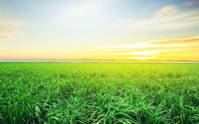 Đường thiếu hụt gần 4 triệu tấn năm 2022: Sở hữu vùng nguyên liệu 66.000 ha, thời điểm vàng của SBT đã tới Đường thiếu hụt gần 4 triệu tấn năm 2022: Sở hữu vùng nguyên liệu 66.000 ha, thời điểm vàng của SBT đã tới