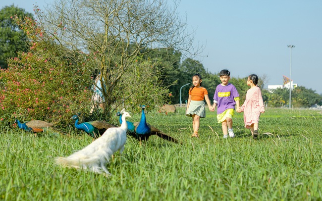 Chim Công, Vịt Trời, Thiên Nga làm tổ trong khu đô thị Ecopark
