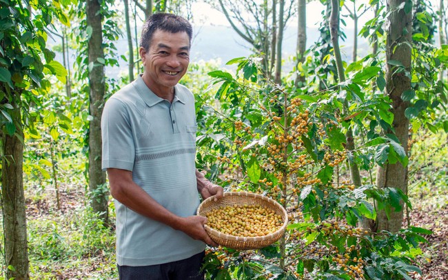 Lão nông Việt hiện thực hóa giấc mơ sản xuất café sạch như cách người Nhật trồng táo Kimura