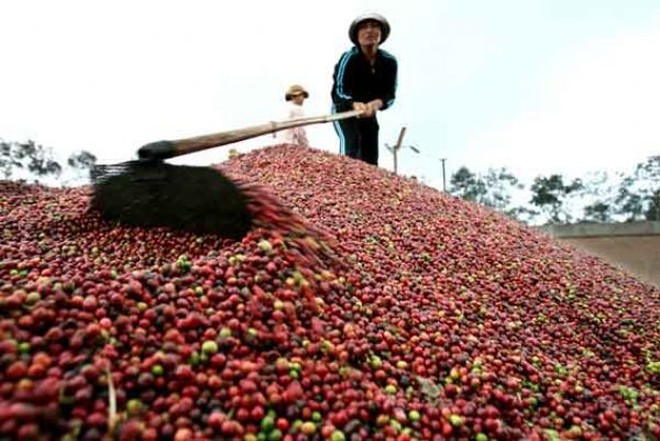 Xuất khẩu cà phê: Việt Nam chỉ được 2 USD, Starbucks được những 200 USD