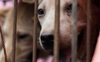 Trung Quốc đang tiến tới cấm hẳn thịt chó