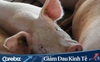 Các tỷ phú thịt lợn Trung Quốc kiếm bộn tiền trong 2 tháng qua