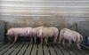 Nghịch cảnh ở Mỹ: Hàng nghìn con lợn bị tiêu hủy mỗi ngày nhưng cả nước khan hiếm thịt lợn, giá tăng gấp đôi, điều gì đang xảy ra