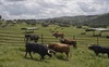 Ngành đấu bò lao đao, nông dân Tây Ban Nha bán bò tót lấy thịt