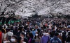 Bất chấp cảnh báo về dịch Covid-19, nhiều người ở Nhật vẫn đổ xô đi ngắm hoa anh đào và xem sự kiện tại nhà thi đấu mà không đeo khẩu trang