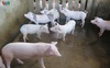 Bình Định cho vay không lãi suất để tái đàn lợn