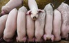 Trung Quốc: Nhận diện khuôn mặt cho lợn, người giàu vui mừng, người nghèo lo phá sản