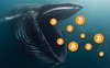 Số lượng 'cá voi bitcoin' vừa sụt giảm xuống mức thấp đáng kể