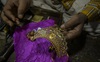 Ngành thương mại vàng 60 tỉ USD của Ấn Độ rơi vào hỗn loạn