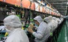 Tuyển kỷ lục 10.000 nhân công một ngày, nhà máy Foxconn chạy hết tốc lực để sản xuất iPhone 13