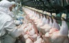 Báo cáo gây sốc: 99% số gà siêu thị ở Mỹ mắc căn bệnh này, dấy lên tranh cãi về cách chăn nuôi 