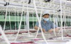 Cao nhất 13 năm, chỉ số này cho thấy Trung Quốc đang thực sự xuất khẩu lạm phát sang Mỹ và châu Âu