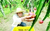 Nông sản quý của Việt Nam bị