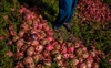 NY Times nói về nỗi buồn nông dân Việt