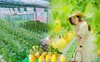 Mê trồng trọt, nữ giám đốc chịu chơi 