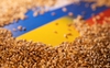 Xuất khẩu ngũ cốc ở Ukraine được nối lại: Tháo gỡ nút thắt nguồn cung lương thực