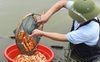 Vựa cá chép đỏ ở xứ Thanh tất bật chuẩn bị phương tiện cho ông Công, ông Táo về trời