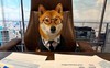 Tin được không: Elon Musk ‘bổ nhiệm’ chó Shiba Inu làm CEO Twitter, hàng loạt memecoin ‘xanh rực rỡ’