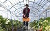 Bí mật đằng sau những quả dâu tây trái mùa của Nhật Bản: Bất chấp cái giá về môi trường, nông dân chỉ trồng trái mùa vì lợi nhuận khủng