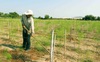 Câu chuyện về người nông dân làm giàu từ loại “rau hoàng đế”