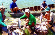Phát triển cá tra: Chỉ trông chờ vào xuất khẩu liệu có đủ?