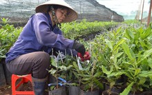 Đua trồng mắc ca, có ngày mắc... nợ!