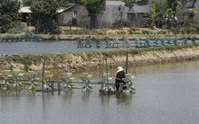 Nuôi tôm... chờ mặn