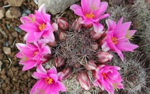 Phong thủy: Đặt cây xương rồng trên bàn làm việc sẽ mang lại điềm xui xẻo