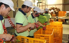 25% doanh nghiệp Nhật rời Trung Quốc đã chọn Việt Nam