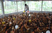 Gà công nghiệp “rẻ như bèo”, nguy cơ phải bán tháo trại gà chốt lỗ