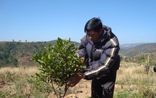 “Vua” mắc ca kiệt quệ