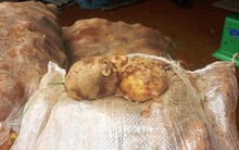 Dời lệnh cấm khoai tây Trung Quốc đến 1-11